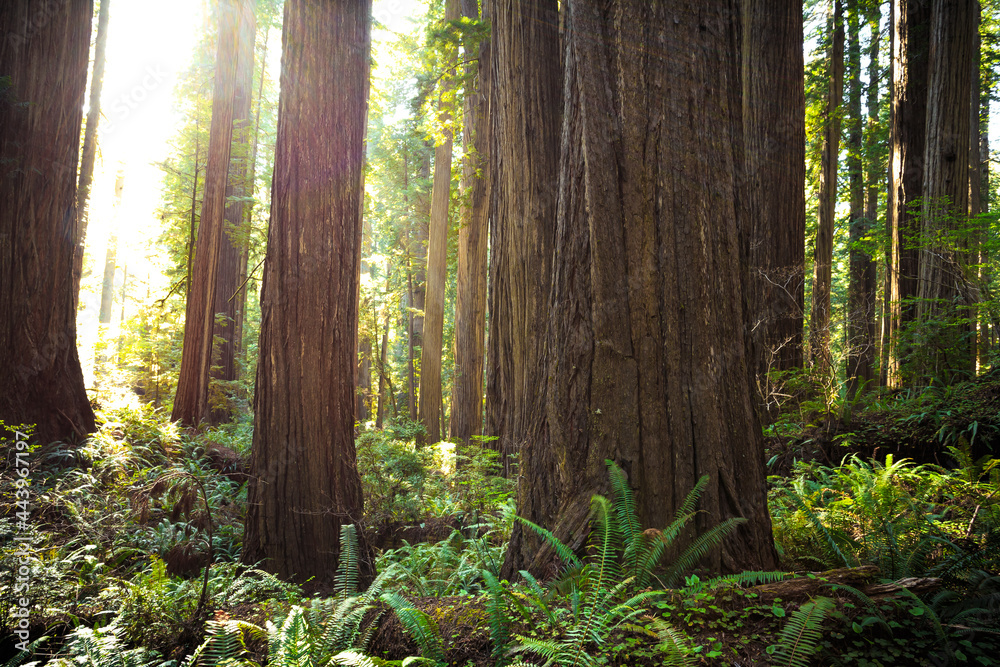 Sunbeams in the Redwoods, Jedediah Smith State Park, Redwoods National Park, California Sunbeams in the Redwoods, Jedediah Smith State Park, Redwoods National Park, California