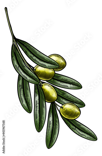 Olives Branch Illustration ...