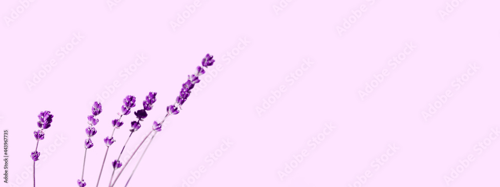 Fototapeta premium Horizontal image of lavender. Abstract nature background. Blurry image of lavender flowers, cropped shot.Purple lavender flowers over pink background, close up. 
