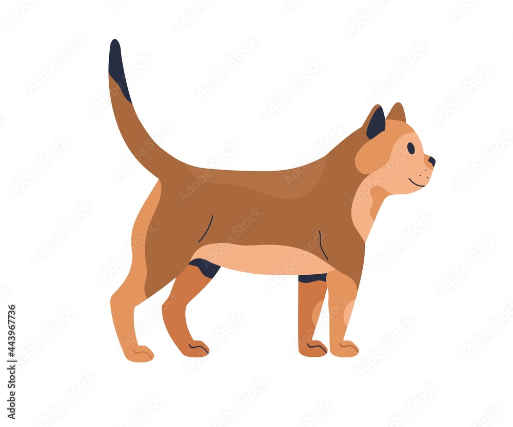 Side view of kitten isolated on white background. Realistic young cat standing and looking forward. Friendly kitty with tail raised up. Ginger feline animal walking. Flat vector illustration of pet
