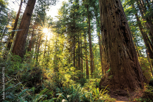 Looking up on the Redwoods Sunset, Jedediah Smith State Park, Redwoods National Park, California