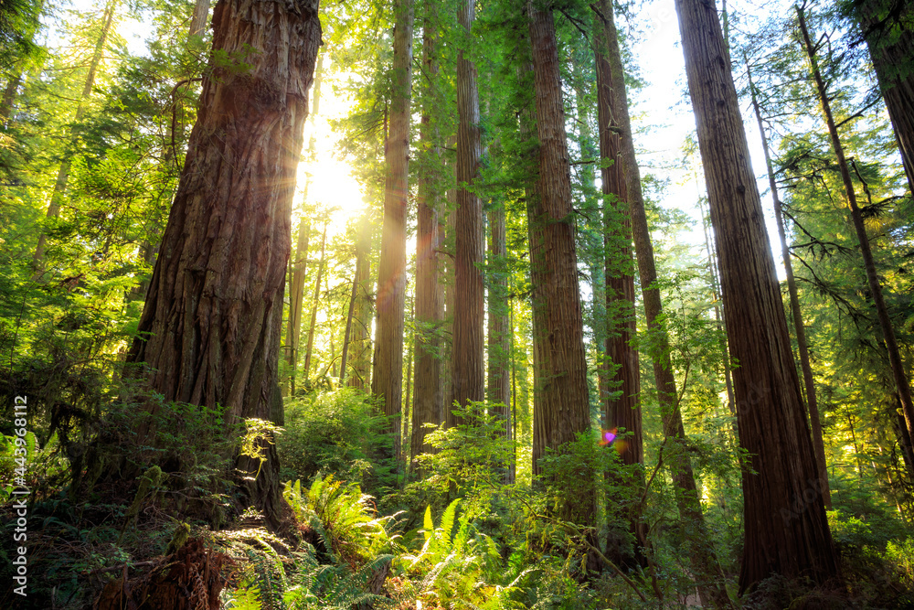 Fototapeta premium Afternoon Light on the Redwoods, Jedediah Smith State Park, Redwoods National Park, California