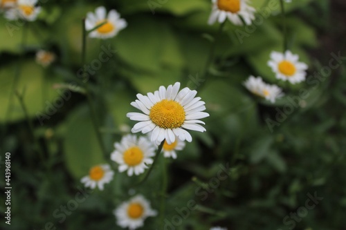 Lovely chamomile