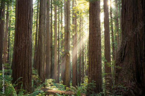Murais de parede Sunbeams in the Redwoods, Jedediah Smith State Park, Redwoods National Park, Cal