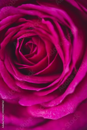 Macro photograph of a pink rose