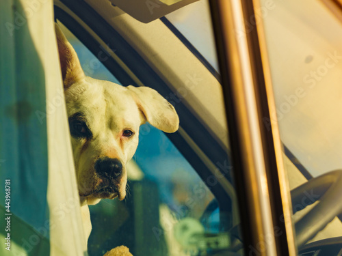 Dog inside camper car