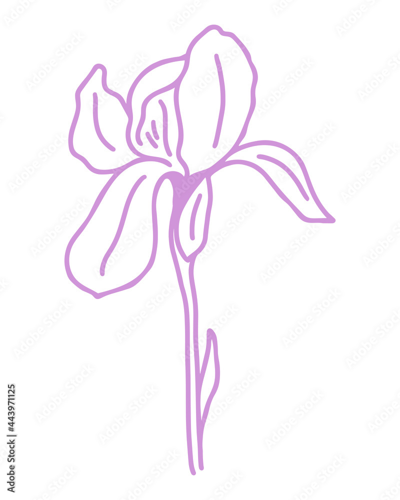 Silhouette of delicate purple iris flower, vector. An illustration of an elegant garden flower. Outline beautiful botanical element. Modern trendy flower contour.