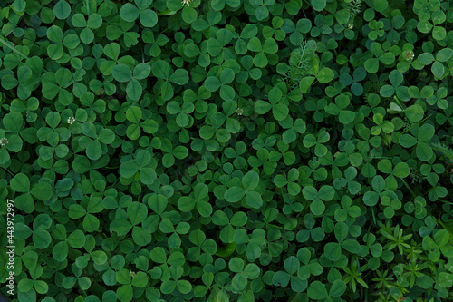 Clover leaves background with space for text. Lucky Irish clover in the field. Lawn with four leaves clover. Concept of nature abstract background with space for text