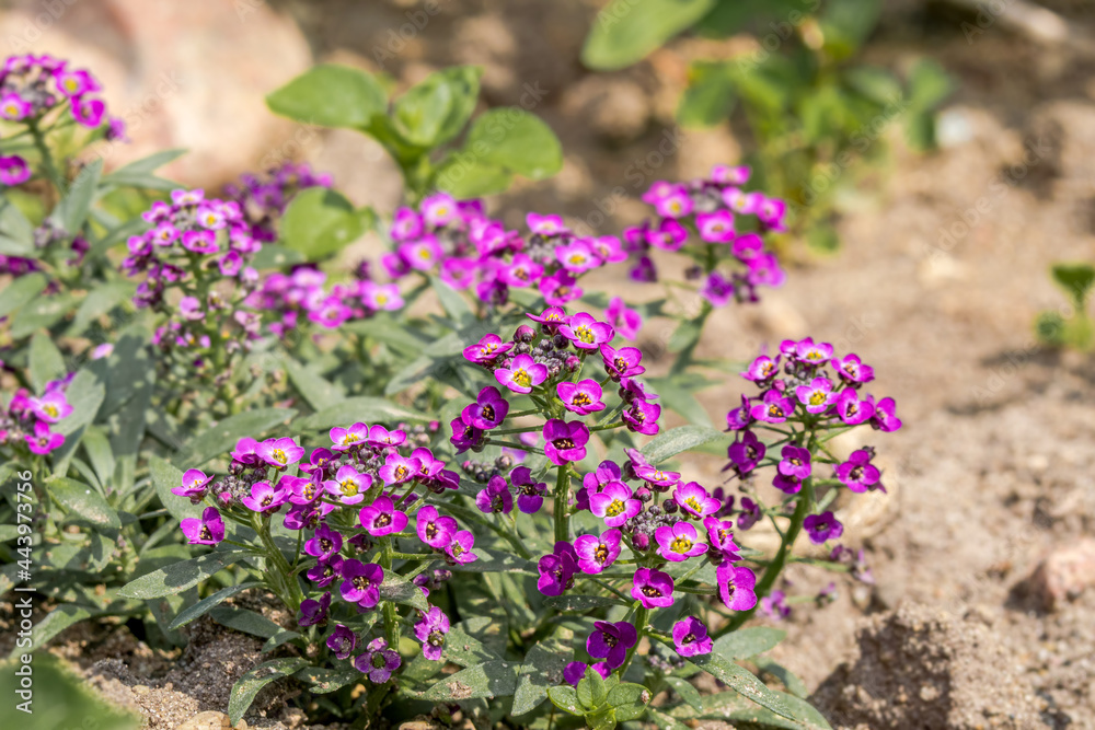 Sweet Alyssum (Lobularia maritima) in garden Sweet Alyssum (Lobularia maritima) in garden