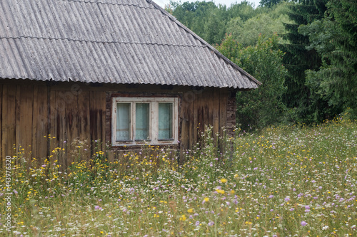 old wooden house among wildflowers pine trees in the background