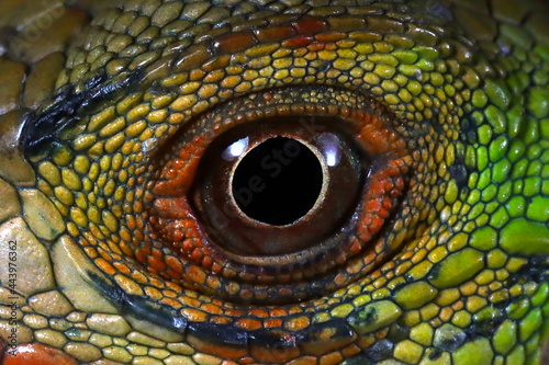 Green Iguana closeup eyes, eyes of green iguana on black background 