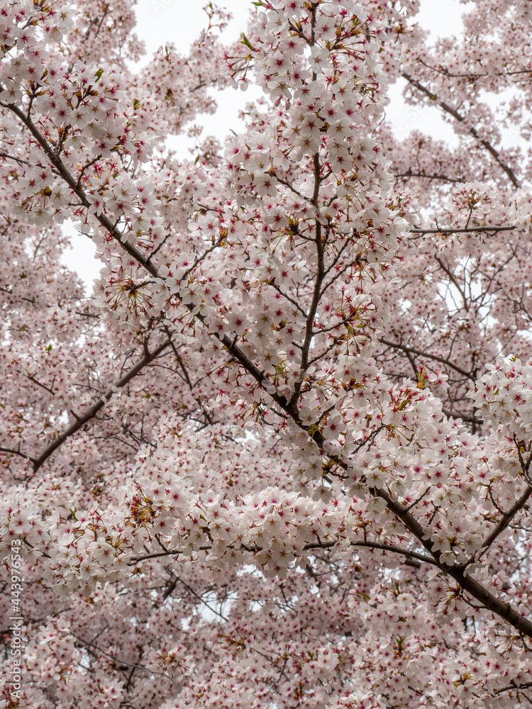 blossoming cherry trees in springtime blossoming cherry trees in springtime