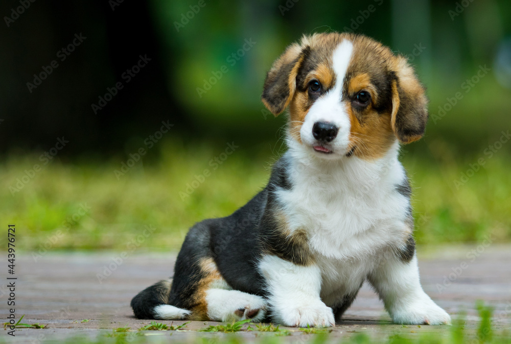 welsh corgi puppy sitting in the park