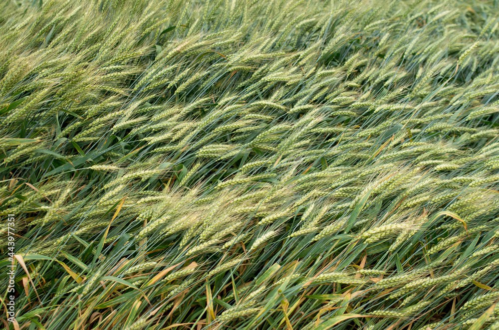 Green wheat ears in field in windy day Green wheat ears in field in windy day