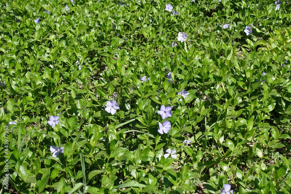 Lush foliage and violet flowers of lesser periwinkle in April