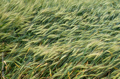 Green wheat ears in field in windy day