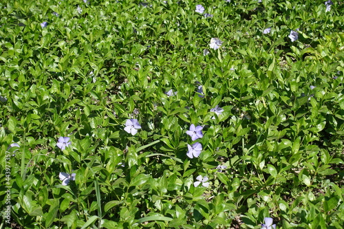 Lush foliage and violet flowers of lesser periwinkle in April