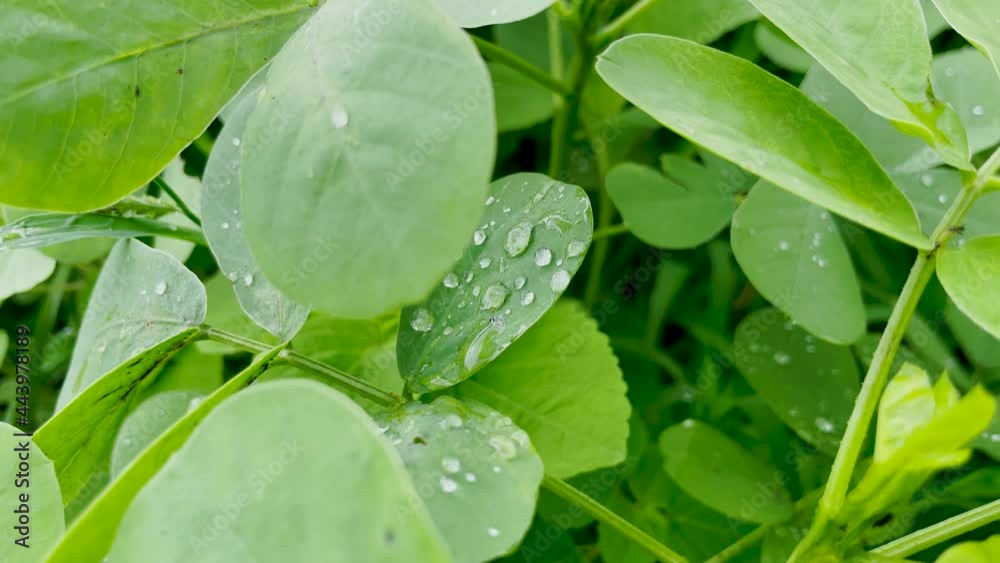 Close Up View Of Dew Drops On Green Leaves. Close Up View Of Dew Drops On Green Leaves.