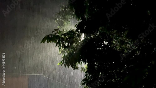 Light Through Foliage With Heavy Rain At Night Near Brahmagiri, Trimbakeshwar, Western Ghats of Maharashtra, India. - Static Shot photo