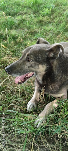 dog on grass2 photo