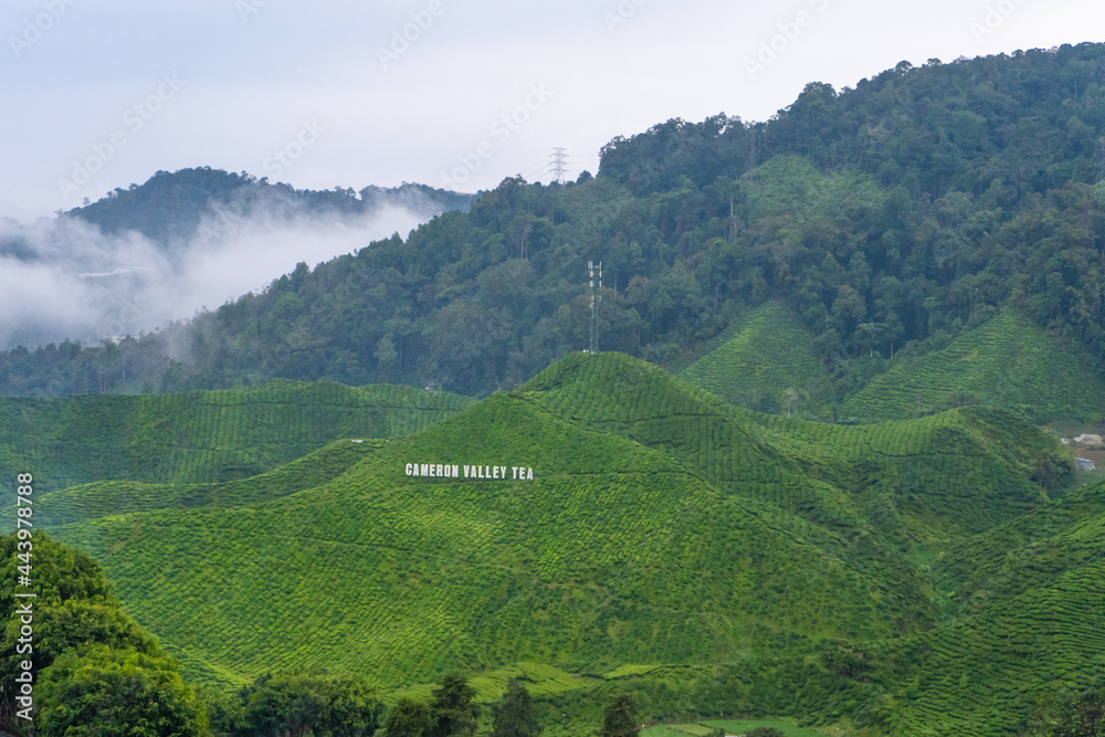 Green tea plantations in the hills in the highlands. The best tea grows in humid, foggy climates high in the mountains