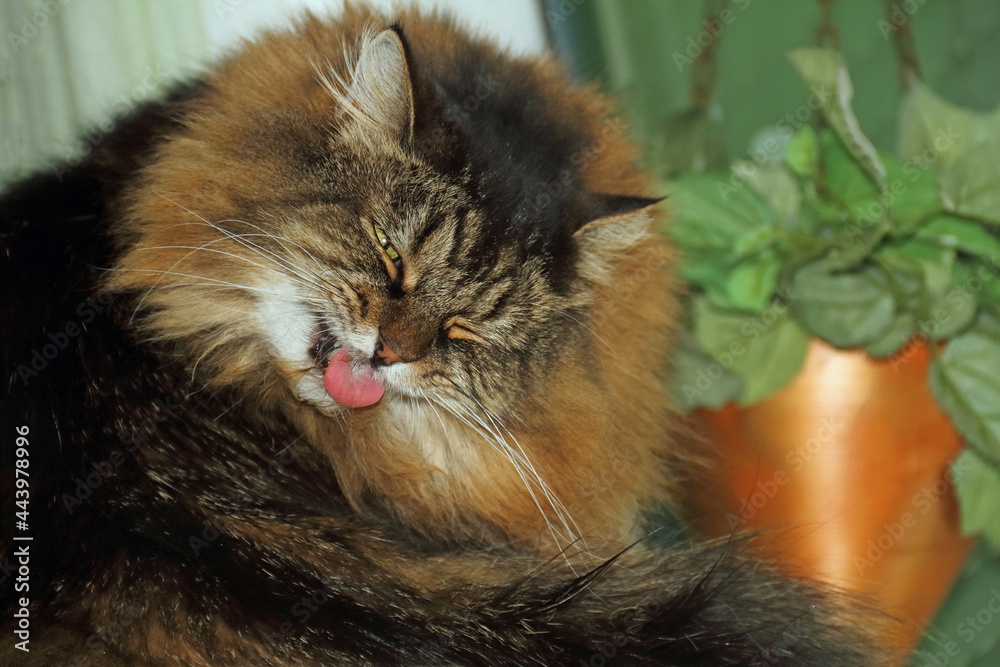 Fototapeta premium Main Coon