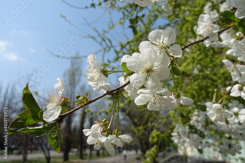 Closeup of cherry blossom against blue sky in April