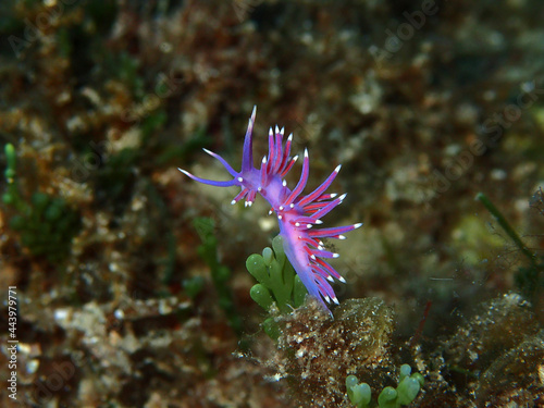 Violet Flabellina Nudibranch, Flabellina affinis in Adriatic sea, Croatia
 photo