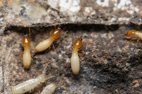 Termites inside the termite bait box. The picture conveys how to get rid of termites in the house.