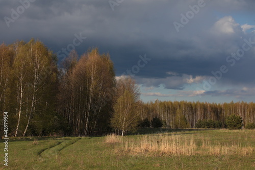 The Road On The Field With The Forest At The Edge Of The Meadow. Spring Rural landscape. Country Background