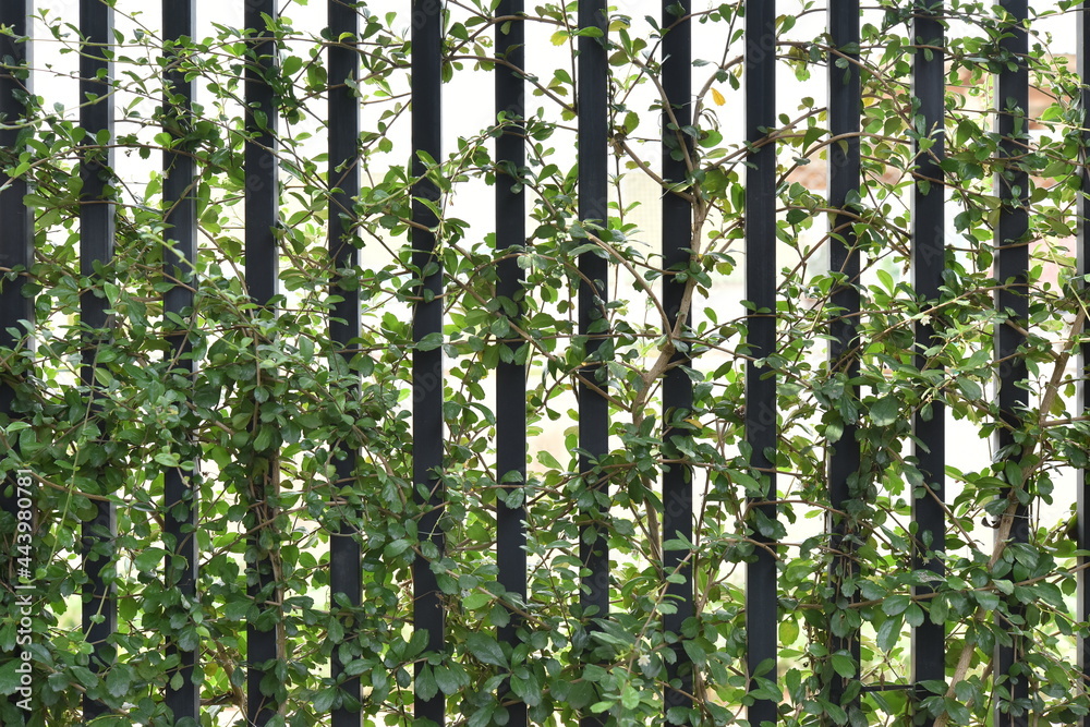 Fototapeta premium leaf ivy background with steel frame