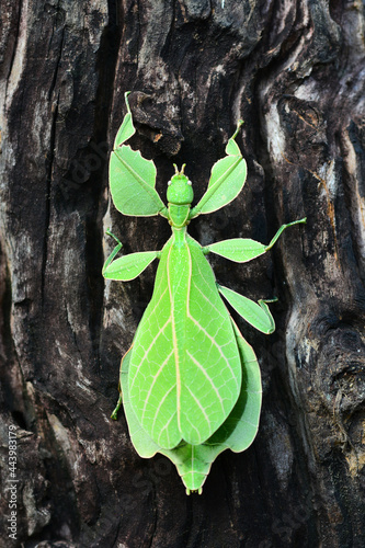 Leaf insect or walking leave photo