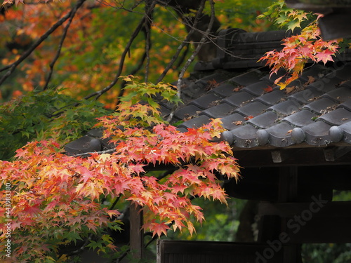 紅葉とお寺の瓦屋根