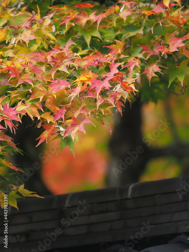 赤くなった紅葉