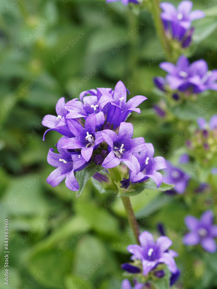 Campanules à fleurs agglomérées ou ganteline à fleurs étoilées ou en clochettes bleu lavande (Campanula glomerata 'Superba') Campanules à fleurs agglomérées ou ganteline à fleurs étoilées ou en clochettes bleu lavande (Campanula glomerata 'Superba')