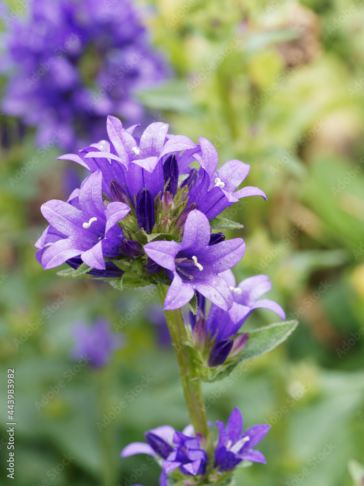 Campanules à fleurs agglomérées ou ganteline à fleurs étoilées ou en clochettes bleu lavande (Campanula glomerata 'Superba') Campanules à fleurs agglomérées ou ganteline à fleurs étoilées ou en clochettes bleu lavande (Campanula glomerata 'Superba')