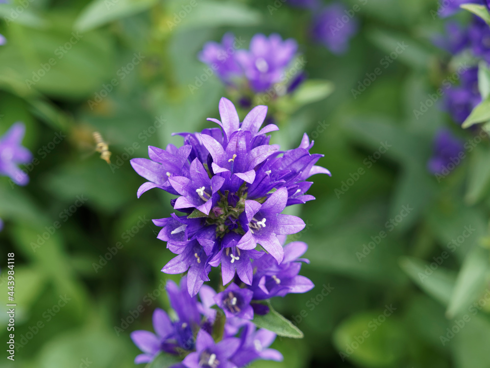Campanules agglomérées | Campanules à fleurs agglomérées | Campanules à bouquets | Gantelines | Campanula glomerata | Campanula aggregata. Fleurs à corolle en clochette bleu à violet, étamines blanche Campanules agglomérées | Campanules à fleurs agglomérées | Campanules à bouquets | Gantelines | Campanula glomerata | Campanula aggregata. Fleurs à corolle en clochette bleu à violet, étamines blanche