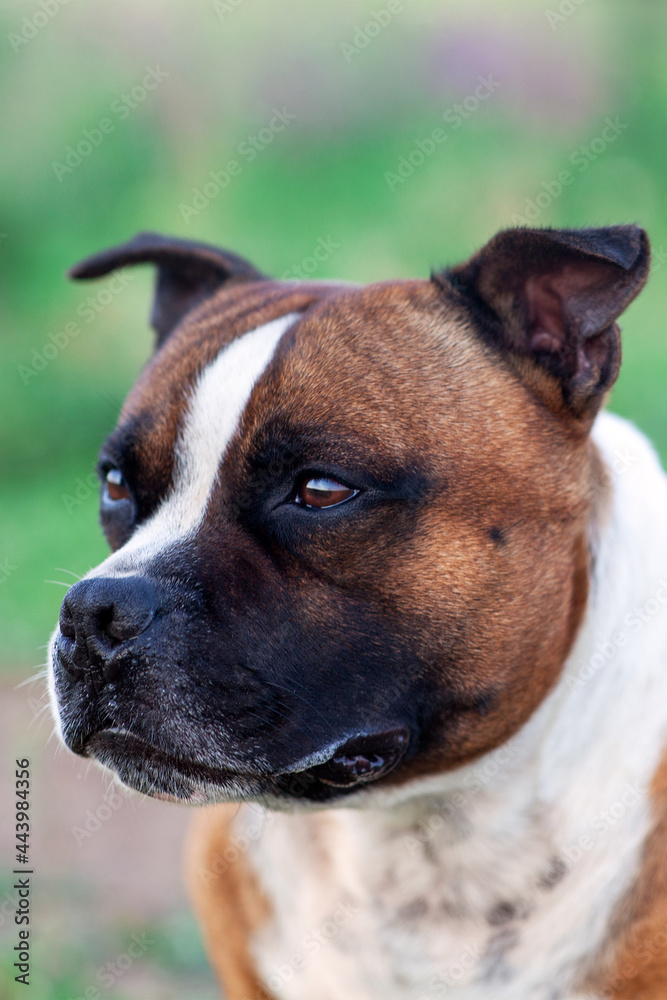 Closeup portrait of beautiful dog of Staffordshire Bull Terrier breed, ginger and white color, mouth opened, tongue out. Outdoors, green lawn background, copy space.