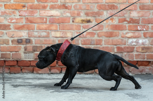 Beautiful black dog of Staffordshire Bullterrier breed heavily goes ahead, showing muscular body. Well trained pet on leather leash, with red collar, brick wall background. Copy space. photo