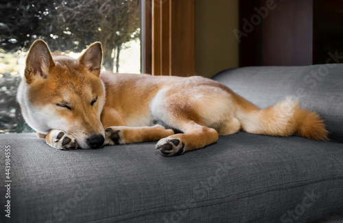 Japanese Shiba Inu dog resting lonely on gray sofa indoor at home.