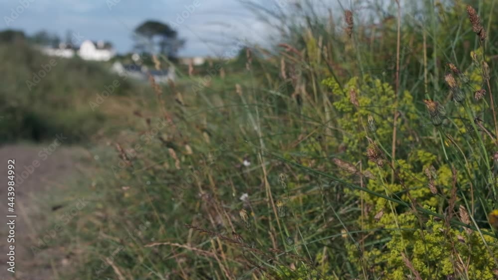 Close to urban areas in coastal regions of Ireland, an oasis of wild plants and sandy pathways. Close to urban areas in coastal regions of Ireland, an oasis of wild plants and sandy pathways.