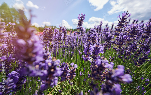 Fototapeta Naklejka Na Ścianę i Meble -  Lavender flowers on blue sky