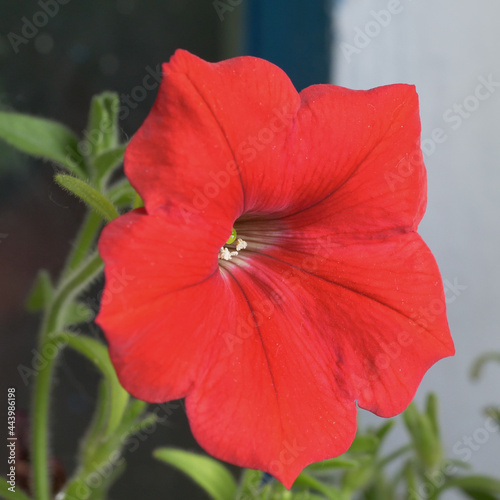 Petunia flower  close-up. Flower with variegated petals.