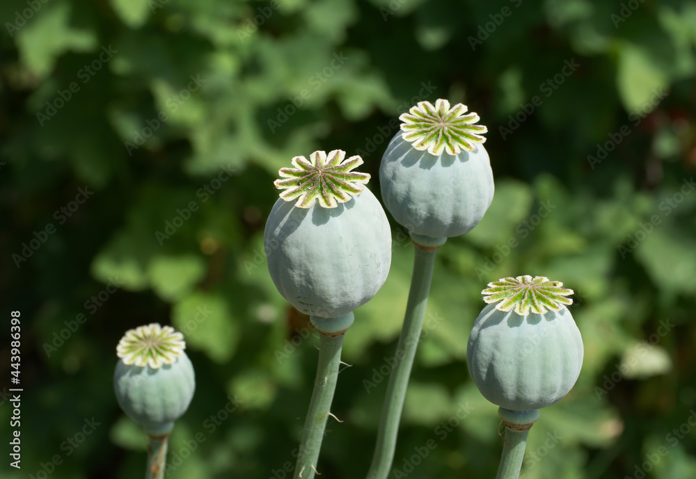 Opium poppy heads, close-up. Papaver somniferum, commonly known as the opium poppy or breadseed poppy, is a species of flowering plant in the family Papaveraceae. Opium poppy heads, close-up. Papaver somniferum, commonly known as the opium poppy or breadseed poppy, is a species of flowering plant in the family Papaveraceae.