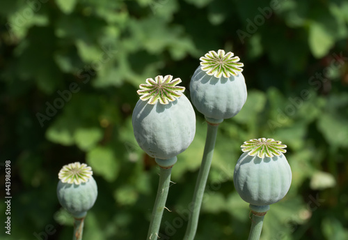 Opium poppy heads, close-up. Papaver somniferum, commonly known as the opium poppy or breadseed poppy, is a species of flowering plant in the family Papaveraceae.