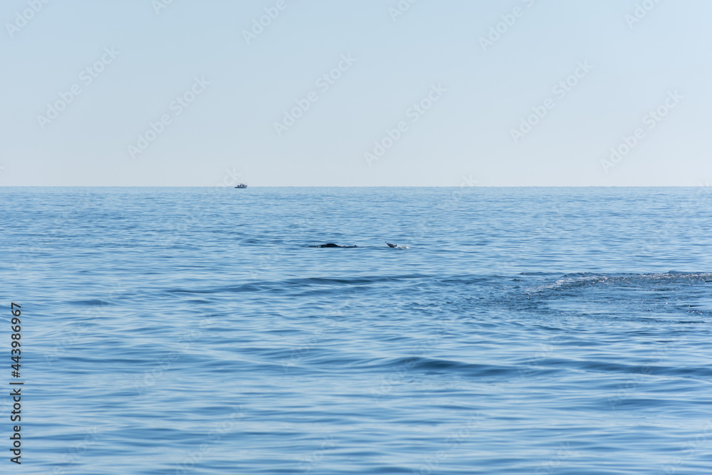 A dolphin jumps on the surface of the blue sea. Minimalistic seascape about the back of a dolphin on the horizon. Animals in the wild. Small dolphins frolic in the water. The black fin of a dolphin