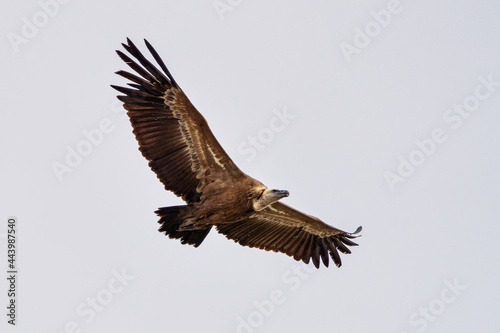 Griffon vulture, Gyps fulvus in Monfrague National Park. Extremadura, Spain