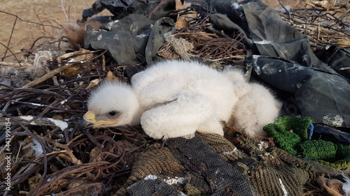Kalmykia, steppe. Eagle's nest with chicks. 