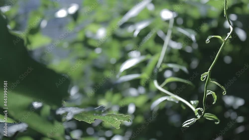 Rack Focus of Leaves from foreground to background Rack Focus of Leaves from foreground to background