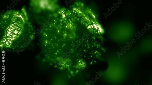 Microbial Biofuel energy cell in macroscopic view. Concept 3D animation loop of solar-to-fuel algae Ethanol power and engineered cyanobacterium, algal bacteria as future zero waste renewable energy. photo